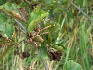 Schwarz-Erle (Alnus glutinosa), unreife Blütenkätzchen und alte Fruchtstände