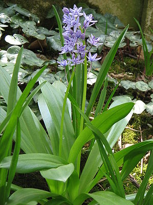 Scilla lilio-hyacinthus01.JPG