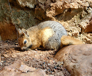 Kaukasisches Eichhörnchen (Sciurus anomalus)