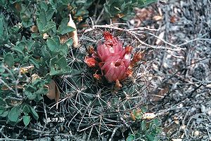 Sclerocactus glaucus mit Blüten in Colorado.