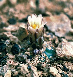 Sclerocactus mesae-verdaeJungpflanze mit Blüten in New Mexico.