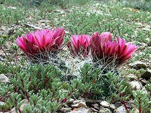 Sclerocactus nyensis in Blüte in Nevada