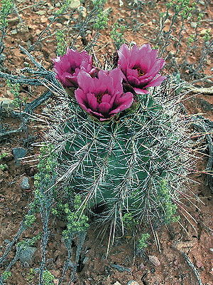 Sclerocactus parviflorus Exemplar mit Blüten in Utah.