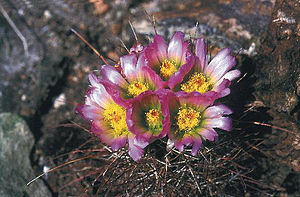 Sclerocactus parviflorus subsp. havasupaiensis (fh 52.3 AZ)in Blüte im Inneren Grand Canyon in Arizona