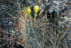 Sclerocactus parviflorus subsp. terrae-canyonae (fh 69.40) UT mit kleinen Blüten in Utah