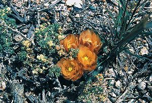 Sclerocactus pubispinus im Jugendstadium mit Blüte. in Utah.