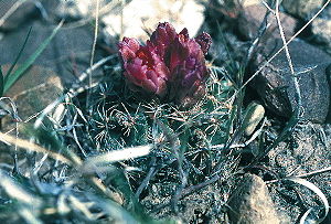 Sclerocactus wetlandicus subsp. ilseaein Blüte im April in Utah