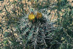 Blühendes Exemplar von Sclerocactus whipplei in Utah.