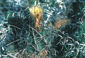 Sclerocactus whipplei subsp. busekii (fh 52.6 AZ)Jungpflanze in Blüte in Arizona