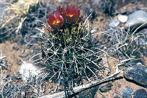 Sclerocactus whipplei subsp. cloverae (fh 44.2 AZ)in Blüte in New Mexico