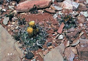 Sclerocactus wrightiae in Blüte in Utah