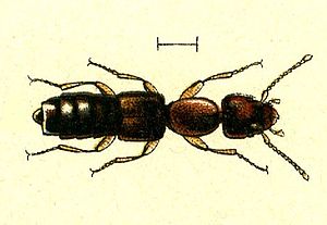 Scopaeus rubidus