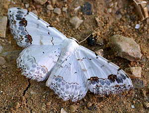 Sandthymian-Kleinspanner (Scopula decorata) (Durch ungünstige Lichtverhältnisse hat die Grundfarbe unnatürlicherweise einen Blauton bekommen)