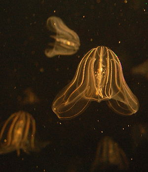 Mnemiopsis leidyi im „New England Aquarium“ von Boston