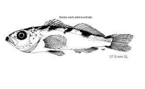 Zeichnung eines Jungfischs von 37 mm Standardlänge.