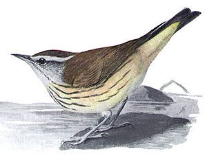Stelzenwaldsänger (Seiurus motacilla)