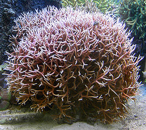 Seriatopora hystrix in einem Aquarium