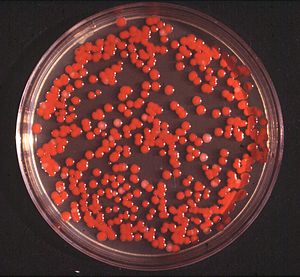 Serratia marcescens-Kolonien auf der Oberfläche eines Agargels in einer Petrischale