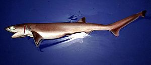 Sharpnose sevengill shark ( Heptranchias perlo ).jpg