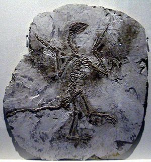 Fossilplatte mit Jeholornis sinensis