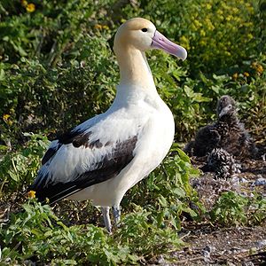 Short tailed Albatross1.jpg