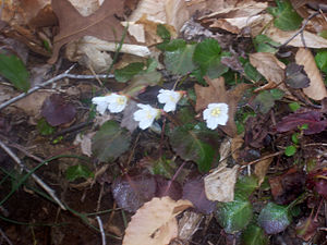 Shortia galacifolia.JPG