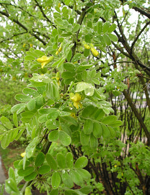 Gemeiner Erbsenstrauch (Caragana arborescens)