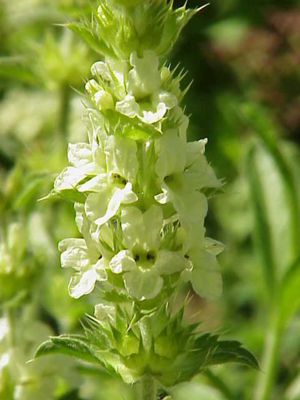 Ysopblättriges Gliedkraut (Sideritis hyssopifolia)