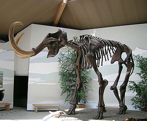 Skelettrekonstruktion eines Wollhaarmammuts im Mammutheum in Siegsdorf Bayern.
