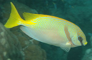 Blaustreifen-Kaninchenfisch (Siganus doliatus)