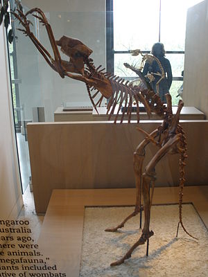 Skelett des Kurzschnauzenkängurus Simosthenurus