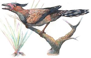 Cathayornis beziehungsweise Sinornis