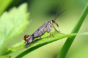 Gemeine Skorpionsfliege (Panorpa communis), Männchen