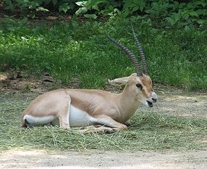 Slender-horned Gazelle.jpg