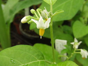 Solanum aethiopicum2.jpg