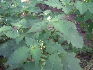 Schwarzer Nachtschatten (Solanum nigrum)