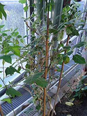 Solanum pseudolulo shrub.jpg