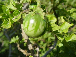 Unreife Frucht des Sodomsapfels (Solanum linnaeanum)