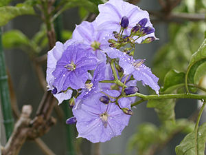 Solanum wendlandii1SHSU.jpg