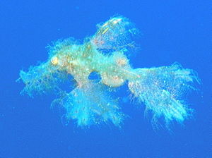 Robuster Geisterpfeifenfisch(Solenostomus cyanopterus)