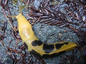Bananenschnecke (Ariolimax columbianus)