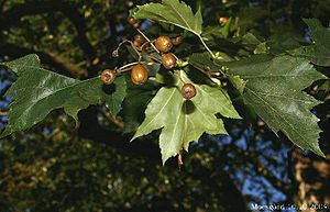 Elsbeere (Sorbus torminalis) mit tief gelappten Blättern und apfelförmigen, kleinen Früchten.