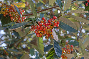 Echte Mehlbeere (Sorbus aria)