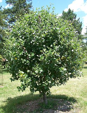 Sorbus latifolia Morton 261-93-5.jpg
