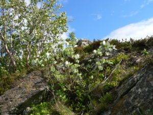 Felsen-Mehlbeere am Trondheimsfjord (Norwegen) auf Grünstein