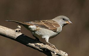 Southern Grey-headed Sparrow (Passer diffusus).jpg