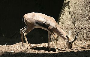 Spekegazelle im San Diego Zoo