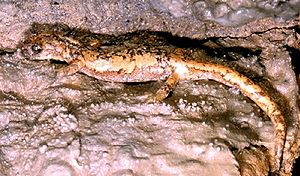 Ligurischer Höhlensalamander (Speleomantes strinatii)
