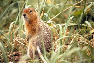 Arktischer Ziesel (Spermophilus parryii)