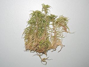 Sphagnum subnitens -  Herbarexemplar